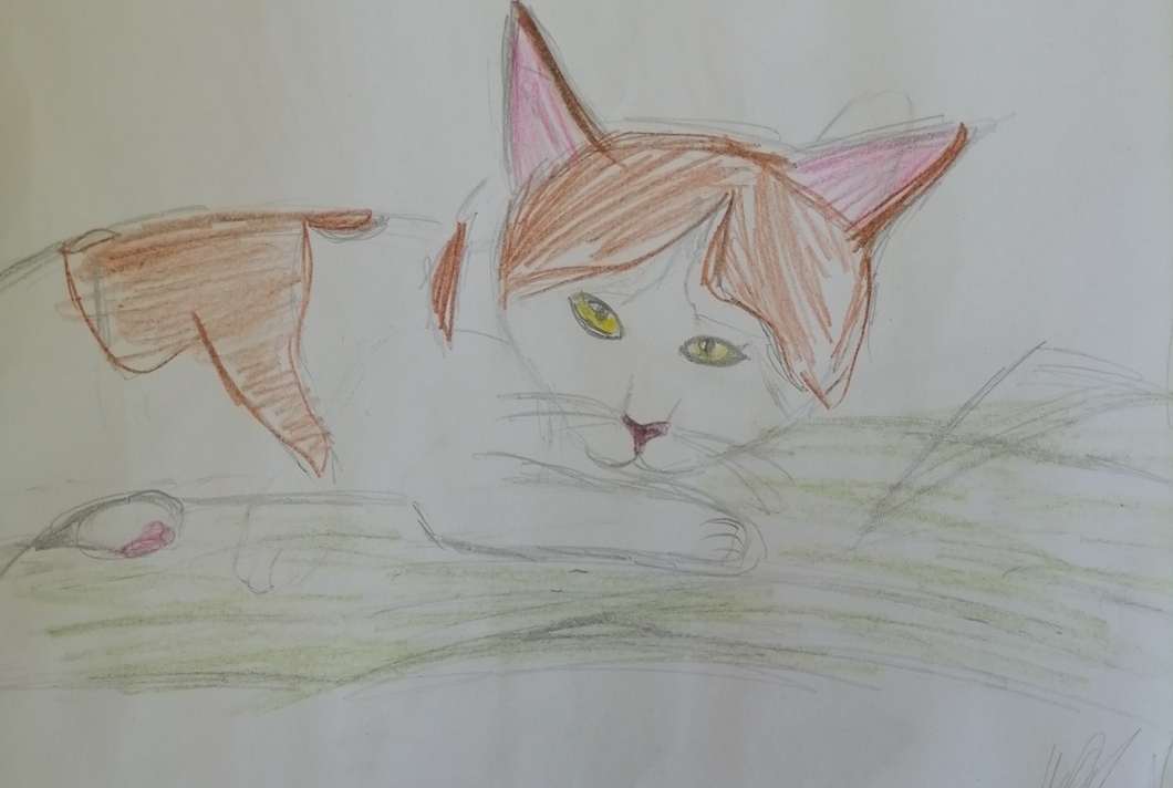 Еноты и кошка от юной художницы 