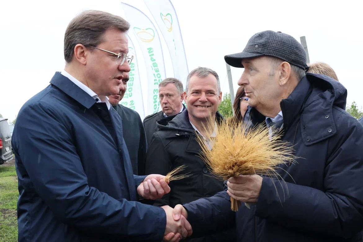 Аграрии Самарской области вывели новый сорт озимой пшеницы 